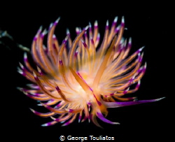 Flabellina on the jump. by George Touliatos 